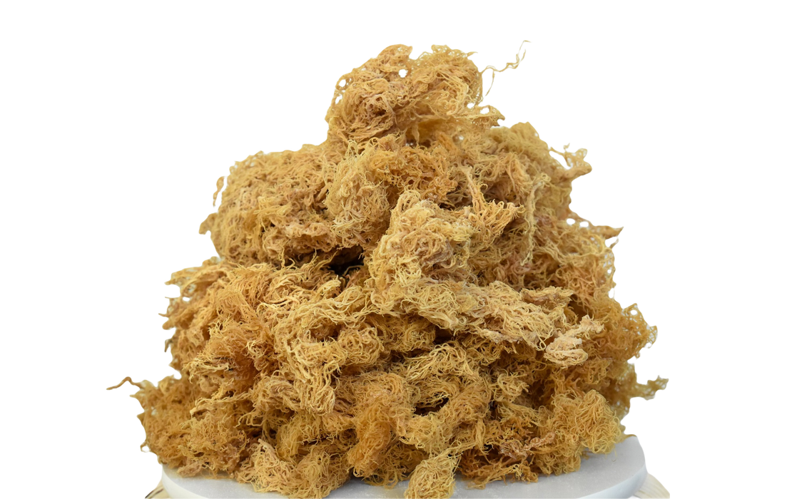 Wholesale Golden Sea Moss